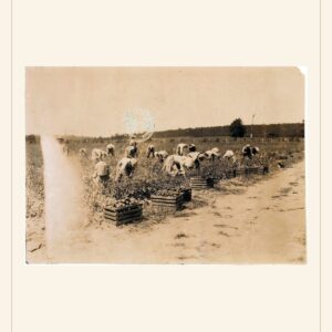 Labor Day card, 1916 — watermarked preview