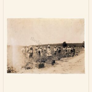 Labor Day card, 1916 — watermarked preview